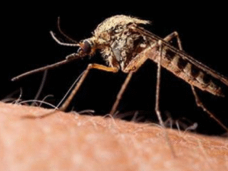 West Nile Fever What is this that made Union Health Ministry alert