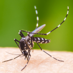 aedes-aegypti-mosquito