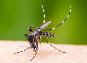 aedes-aegypti-mosquito