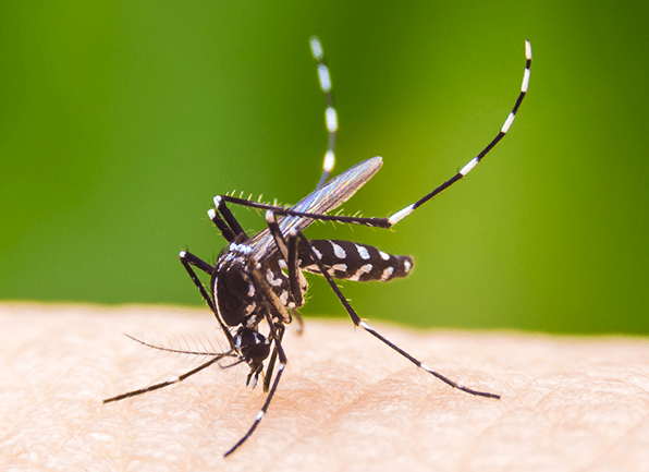 aedes-aegypti-mosquito