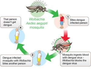 the mosquito that fights dengue