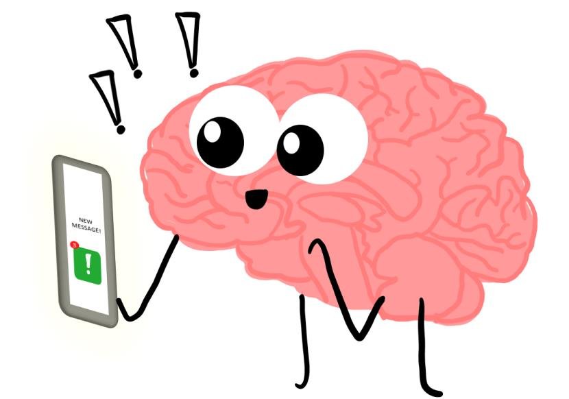 brain gaining information