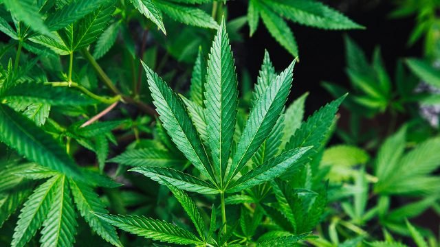 marijuana leaves