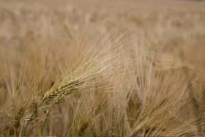 gluten