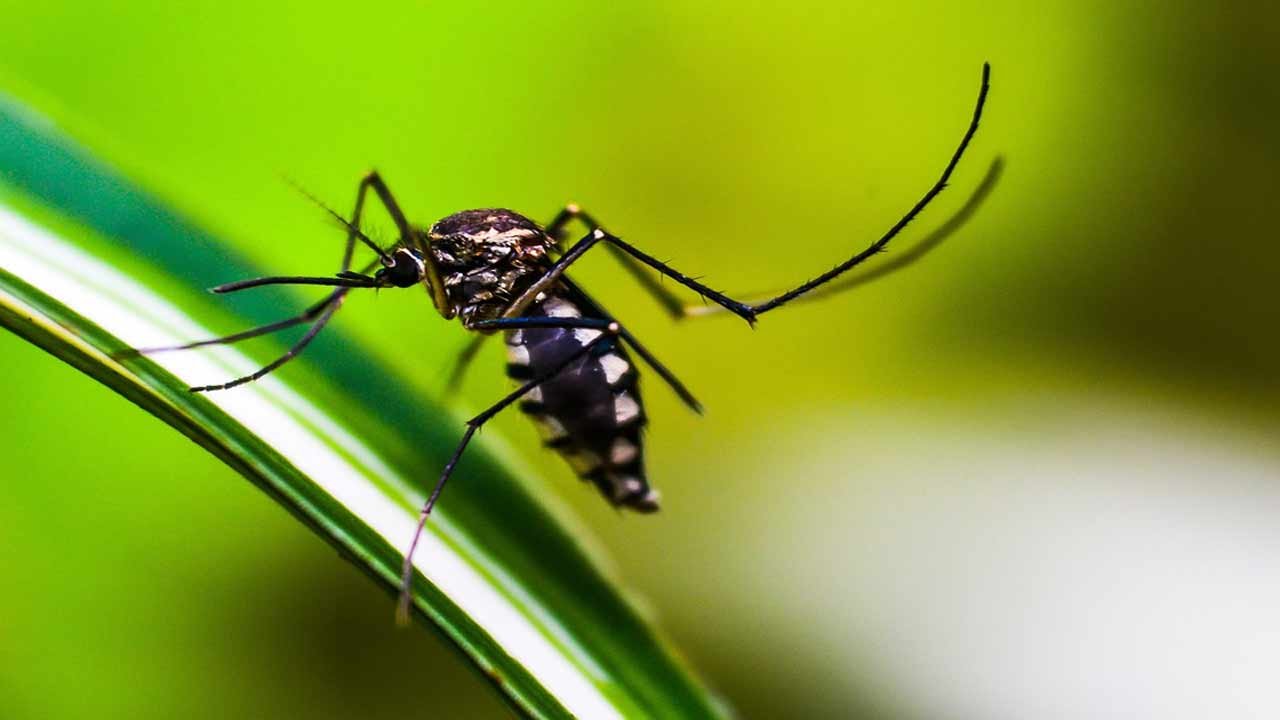 dengue