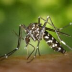 Malaria: A Lingering Challenge in Global Health
