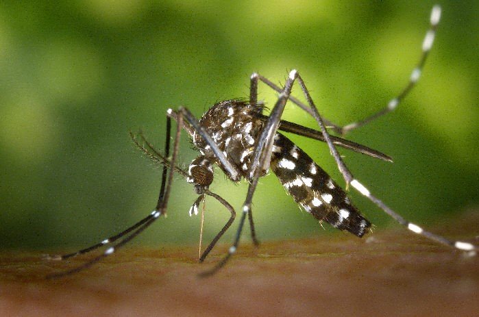 Malaria: A Lingering Challenge in Global Health