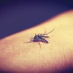 Preventing mosquito bites still remains the main method for preventing its spread.
