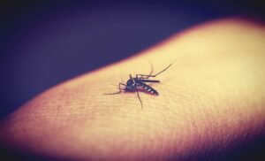 Preventing mosquito bites still remains the main method for preventing its spread.