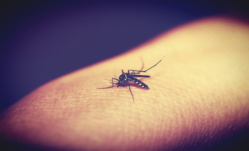 Preventing mosquito bites still remains the main method for preventing its spread.