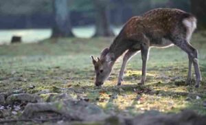 This is a cause of concern because adaptation in animals is one route by which new variants are likely to emerge.