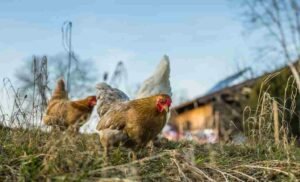 Recent Case of H3N8 Bird Flu in China Raises Concerns About Transmission