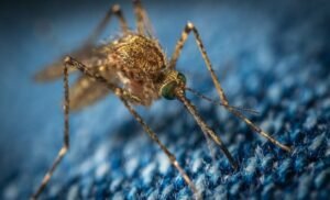 According to the Centers for Disease Control and Prevention (CDC), it is spread by the bite of an infected mosquito.