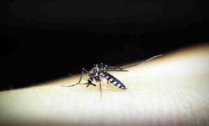 ICMR's Vector Control Research Centre to Repurpose RT-PCR Covid Testing Facilities for Vector-Borne Disease Monitoring