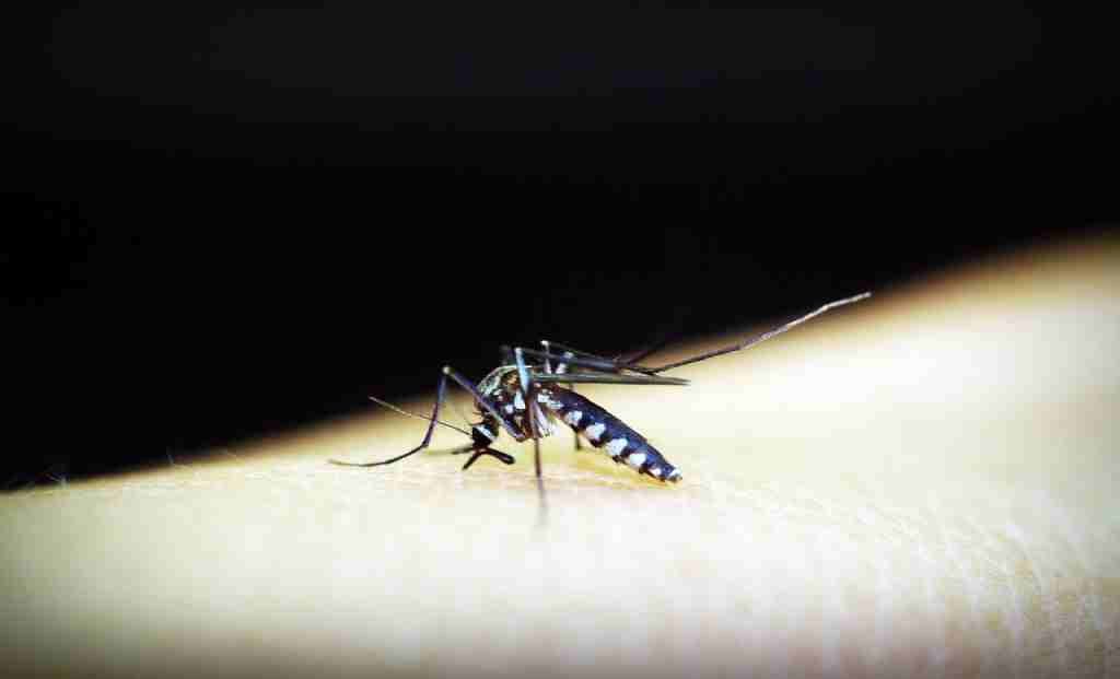 ICMR's Vector Control Research Centre to Repurpose RT-PCR Covid Testing Facilities for Vector-Borne Disease Monitoring