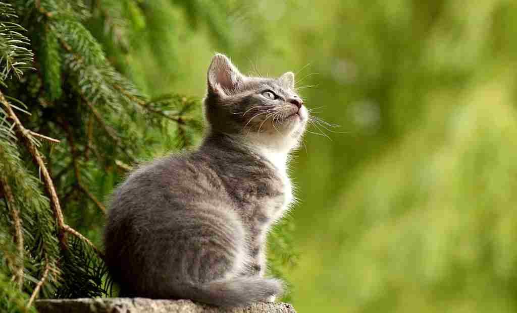 Protect Yourself from Zoonotic Diseases: Common Dermatological Consequences of Animal Contact