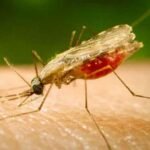 India Contributes 11.5% of Global Kala Azar Cases, Bihar and Jharkhand Most Affected: Union Health Ministry