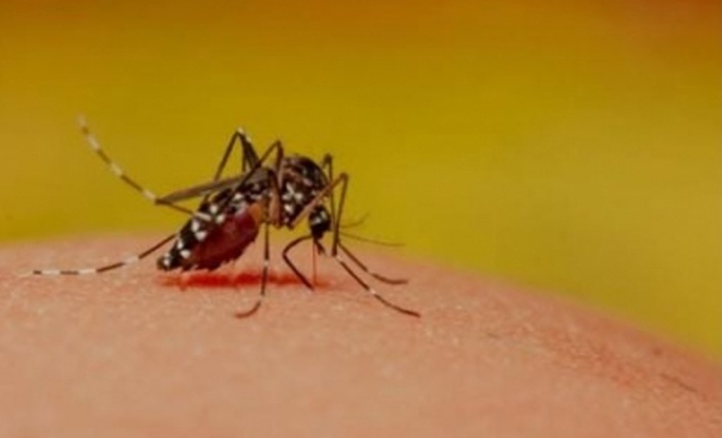 dengue