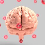 Younger brain age was linked to reduced liver fat and enzymes.