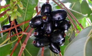 Jamun is good for weight loss as it is a low-calorie fruit containing high fibre content.