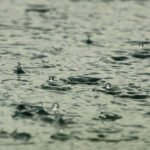 Study reveals a significant decrease in bee populations