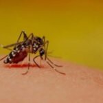 Delhi has already witnessed over 160 dengue cases by mid-July this year.