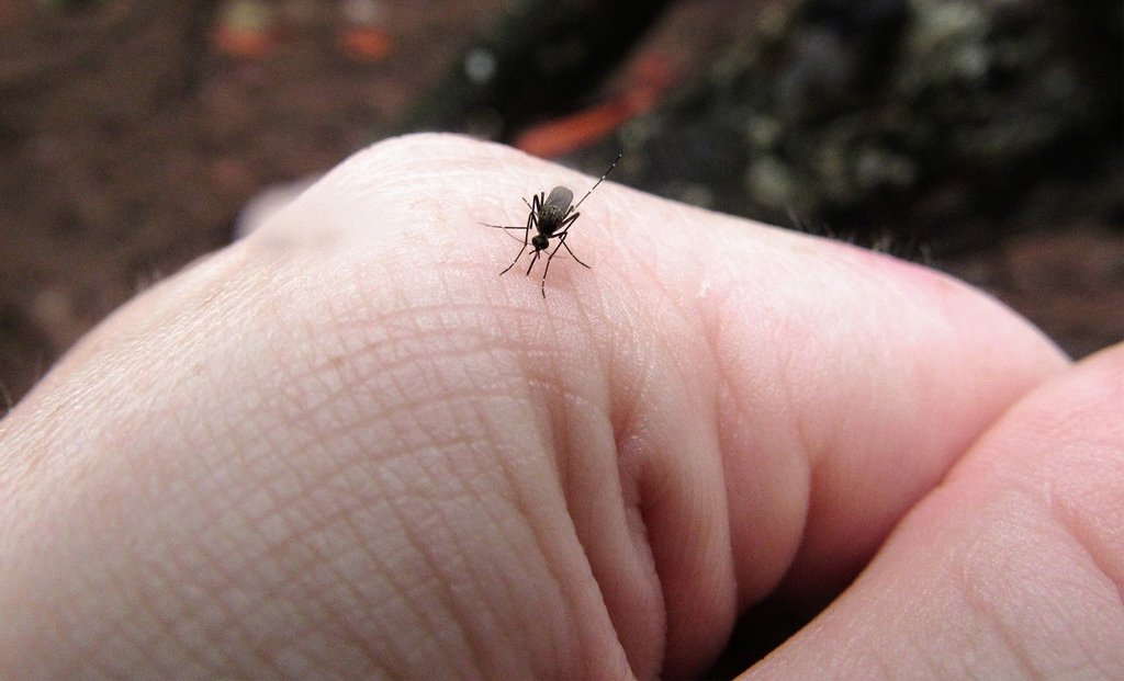 Preventing dengue requires the elimination of mosquito breeding sites.