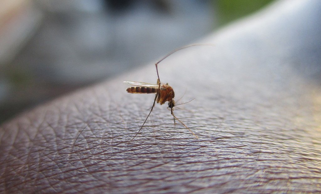 As of August 5 this year, the cumulative figures for the year indicate 348 cases of dengue, 85 cases of malaria, and 15 cases of chikungunya.