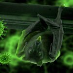 In the current outbreak, six individuals have been infected, resulting in two deaths.