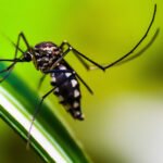 Only a few countries will be getting the limited supply of the first vaccine in the next few years.