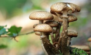 This discovery opens the door to additional research and potentially novel approaches to addressing various mental disorders.