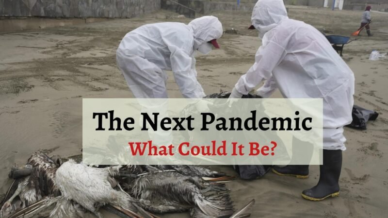 bird flu