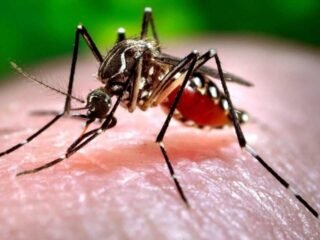 Chikungunya Outbreak In China Spurs COVID-Style Response – Could India Be at Risk Too?