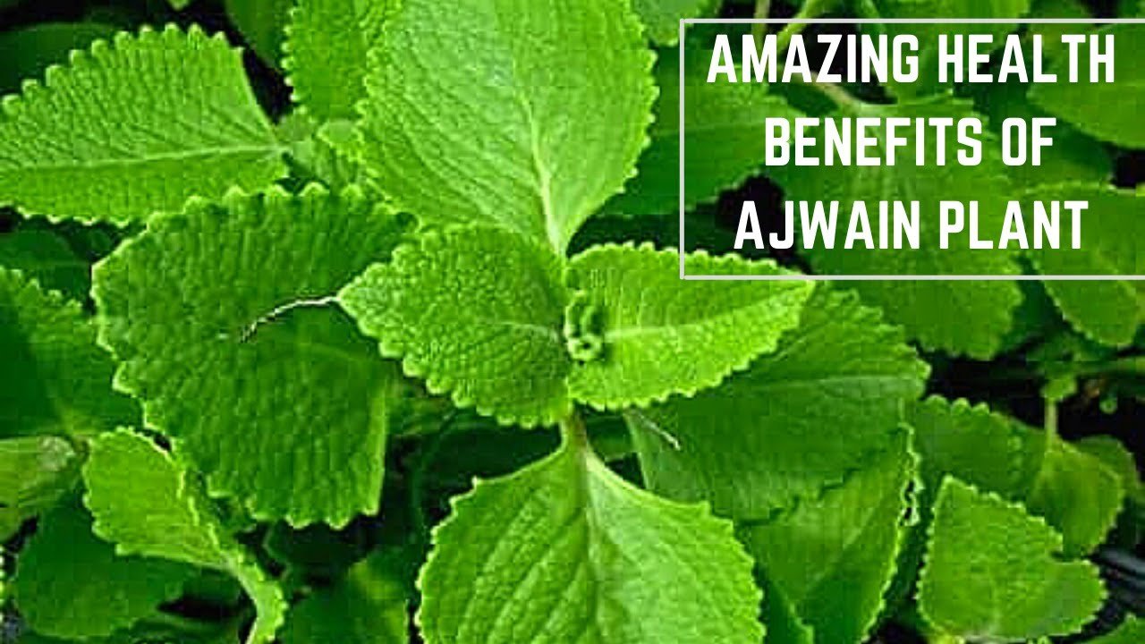 Secrets of Ajwain Leaves Unveiled: Improve Health and Fight Infections