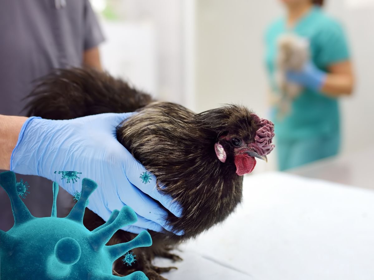 Bird Flu
