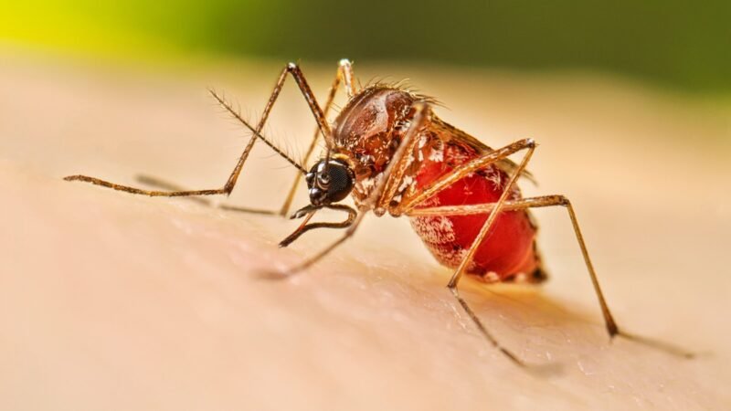 Dengue symptoms