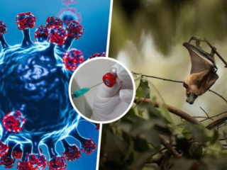 The Nipah virus is considered one of the deadliest zoonotic infections globally, not because it spreads rapidly like influenza or COVID-19, but because of its extremely high fatality rate, rapid progression, and severe brain involvement. Medical experts warn that once symptoms escalate, the disease can turn fatal within days. According to available data, the case fatality rate of Nipah virus ranges between 50 and 75 per cent, placing it among the most lethal viral infections known to humans. In this explainer, Dr Dip Narayan Mukherjee, Consultant – Microbiology and Infectious Diseases, CK Birla Hospitals, CMRI, sheds light on why the virus is so dangerous and difficult to control. Why Is the Nipah Virus So Deadly? According to Dr Mukherjee, Nipah’s lethality lies in a combination of delayed symptom recognition, aggressive disease progression, and early involvement of the brain. “Nipah virus often begins with very non-specific symptoms, which makes early detection difficult. By the time it is clinically suspected, the virus may have already affected the brain,” he explains. Early Symptoms Often Go Unnoticed One of the biggest challenges in controlling Nipah virus is that its initial symptoms closely resemble common viral illnesses, leading to delays in diagnosis and isolation. Early symptoms include: Fever Headache Cough Muscle pain General weakness “These symptoms are easily mistaken for flu, viral fever, or respiratory infections,” says Dr Mukherjee. “This delay gives the virus time to progress silently.” Severe Brain Infection Drives High Mortality The most dangerous aspect of Nipah virus infection is its neurological involvement. The virus frequently causes encephalitis, or inflammation of the brain, which significantly increases the risk of death. Neurological symptoms may include: Seizures Confusion and altered consciousness Extreme drowsiness Coma “Once the central nervous system is involved, the disease becomes very difficult to manage,” Dr Mukherjee notes. “At this stage, treatment is largely supportive because there is no specific antiviral therapy available.” This lack of targeted treatment options makes early detection critical. Human-to-Human Transmission Raises Risk While Nipah virus is primarily transmitted from fruit bats, it can also spread from person to person, particularly in healthcare settings. Dr Mukherjee points out that: Caregivers and healthcare workers are at higher risk Exposure to high viral loads can worsen outcomes Inadequate infection control increases transmission risk “Strict adherence to infection control practices is essential. Even a small lapse can result in secondary infections,” he says. Zoonotic Nature Makes Exposure Hard to Predict Nipah virus is transmitted from fruit bats, either directly or through intermediate hosts such as pigs. This zoonotic pattern makes outbreaks unpredictable, especially in regions where humans, animals, and wildlife interact closely. Adding to the challenge: There is no approved vaccine Treatment options remain limited Isolation protocols must be strictly enforced What Can Reduce Nipah Fatalities? According to experts, early action remains the most effective defence against Nipah virus. Key measures include: Early isolation of suspected cases Strict use of personal protective equipment (PPE) Rapid escalation and referral to specialised centres Strong hospital infection control protocols “The earlier the virus is identified and contained, the better the chances of preventing severe disease and fatalities,” Dr Mukherjee emphasises. The Bottom Line Nipah virus continues to be a serious public health threat because of its high fatality rate, neurological complications, and lack of targeted treatment. Its ability to masquerade as a mild illness in the early stages makes vigilance crucial. Health experts stress that awareness, early suspicion, and strict infection control are currently the most powerful tools to reduce deaths linked to this deadly virus. As Dr Mukherjee concludes, “With Nipah, time is the most critical factor. Early recognition can save lives.”
