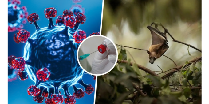 The Nipah virus is considered one of the deadliest zoonotic infections globally, not because it spreads rapidly like influenza or COVID-19, but because of its extremely high fatality rate, rapid progression, and severe brain involvement. Medical experts warn that once symptoms escalate, the disease can turn fatal within days. According to available data, the case fatality rate of Nipah virus ranges between 50 and 75 per cent, placing it among the most lethal viral infections known to humans. In this explainer, Dr Dip Narayan Mukherjee, Consultant – Microbiology and Infectious Diseases, CK Birla Hospitals, CMRI, sheds light on why the virus is so dangerous and difficult to control. Why Is the Nipah Virus So Deadly? According to Dr Mukherjee, Nipah’s lethality lies in a combination of delayed symptom recognition, aggressive disease progression, and early involvement of the brain. “Nipah virus often begins with very non-specific symptoms, which makes early detection difficult. By the time it is clinically suspected, the virus may have already affected the brain,” he explains. Early Symptoms Often Go Unnoticed One of the biggest challenges in controlling Nipah virus is that its initial symptoms closely resemble common viral illnesses, leading to delays in diagnosis and isolation. Early symptoms include: Fever Headache Cough Muscle pain General weakness “These symptoms are easily mistaken for flu, viral fever, or respiratory infections,” says Dr Mukherjee. “This delay gives the virus time to progress silently.” Severe Brain Infection Drives High Mortality The most dangerous aspect of Nipah virus infection is its neurological involvement. The virus frequently causes encephalitis, or inflammation of the brain, which significantly increases the risk of death. Neurological symptoms may include: Seizures Confusion and altered consciousness Extreme drowsiness Coma “Once the central nervous system is involved, the disease becomes very difficult to manage,” Dr Mukherjee notes. “At this stage, treatment is largely supportive because there is no specific antiviral therapy available.” This lack of targeted treatment options makes early detection critical. Human-to-Human Transmission Raises Risk While Nipah virus is primarily transmitted from fruit bats, it can also spread from person to person, particularly in healthcare settings. Dr Mukherjee points out that: Caregivers and healthcare workers are at higher risk Exposure to high viral loads can worsen outcomes Inadequate infection control increases transmission risk “Strict adherence to infection control practices is essential. Even a small lapse can result in secondary infections,” he says. Zoonotic Nature Makes Exposure Hard to Predict Nipah virus is transmitted from fruit bats, either directly or through intermediate hosts such as pigs. This zoonotic pattern makes outbreaks unpredictable, especially in regions where humans, animals, and wildlife interact closely. Adding to the challenge: There is no approved vaccine Treatment options remain limited Isolation protocols must be strictly enforced What Can Reduce Nipah Fatalities? According to experts, early action remains the most effective defence against Nipah virus. Key measures include: Early isolation of suspected cases Strict use of personal protective equipment (PPE) Rapid escalation and referral to specialised centres Strong hospital infection control protocols “The earlier the virus is identified and contained, the better the chances of preventing severe disease and fatalities,” Dr Mukherjee emphasises. The Bottom Line Nipah virus continues to be a serious public health threat because of its high fatality rate, neurological complications, and lack of targeted treatment. Its ability to masquerade as a mild illness in the early stages makes vigilance crucial. Health experts stress that awareness, early suspicion, and strict infection control are currently the most powerful tools to reduce deaths linked to this deadly virus. As Dr Mukherjee concludes, “With Nipah, time is the most critical factor. Early recognition can save lives.”