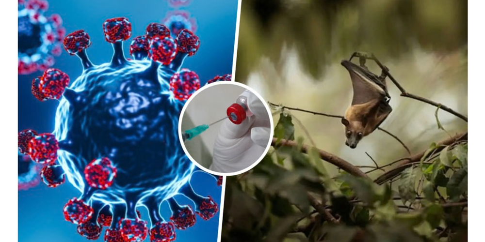 The Nipah virus is considered one of the deadliest zoonotic infections globally, not because it spreads rapidly like influenza or COVID-19, but because of its extremely high fatality rate, rapid progression, and severe brain involvement. Medical experts warn that once symptoms escalate, the disease can turn fatal within days. According to available data, the case fatality rate of Nipah virus ranges between 50 and 75 per cent, placing it among the most lethal viral infections known to humans. In this explainer, Dr Dip Narayan Mukherjee, Consultant – Microbiology and Infectious Diseases, CK Birla Hospitals, CMRI, sheds light on why the virus is so dangerous and difficult to control. Why Is the Nipah Virus So Deadly? According to Dr Mukherjee, Nipah’s lethality lies in a combination of delayed symptom recognition, aggressive disease progression, and early involvement of the brain. “Nipah virus often begins with very non-specific symptoms, which makes early detection difficult. By the time it is clinically suspected, the virus may have already affected the brain,” he explains. Early Symptoms Often Go Unnoticed One of the biggest challenges in controlling Nipah virus is that its initial symptoms closely resemble common viral illnesses, leading to delays in diagnosis and isolation. Early symptoms include: Fever Headache Cough Muscle pain General weakness “These symptoms are easily mistaken for flu, viral fever, or respiratory infections,” says Dr Mukherjee. “This delay gives the virus time to progress silently.” Severe Brain Infection Drives High Mortality The most dangerous aspect of Nipah virus infection is its neurological involvement. The virus frequently causes encephalitis, or inflammation of the brain, which significantly increases the risk of death. Neurological symptoms may include: Seizures Confusion and altered consciousness Extreme drowsiness Coma “Once the central nervous system is involved, the disease becomes very difficult to manage,” Dr Mukherjee notes. “At this stage, treatment is largely supportive because there is no specific antiviral therapy available.” This lack of targeted treatment options makes early detection critical. Human-to-Human Transmission Raises Risk While Nipah virus is primarily transmitted from fruit bats, it can also spread from person to person, particularly in healthcare settings. Dr Mukherjee points out that: Caregivers and healthcare workers are at higher risk Exposure to high viral loads can worsen outcomes Inadequate infection control increases transmission risk “Strict adherence to infection control practices is essential. Even a small lapse can result in secondary infections,” he says. Zoonotic Nature Makes Exposure Hard to Predict Nipah virus is transmitted from fruit bats, either directly or through intermediate hosts such as pigs. This zoonotic pattern makes outbreaks unpredictable, especially in regions where humans, animals, and wildlife interact closely. Adding to the challenge: There is no approved vaccine Treatment options remain limited Isolation protocols must be strictly enforced What Can Reduce Nipah Fatalities? According to experts, early action remains the most effective defence against Nipah virus. Key measures include: Early isolation of suspected cases Strict use of personal protective equipment (PPE) Rapid escalation and referral to specialised centres Strong hospital infection control protocols “The earlier the virus is identified and contained, the better the chances of preventing severe disease and fatalities,” Dr Mukherjee emphasises. The Bottom Line Nipah virus continues to be a serious public health threat because of its high fatality rate, neurological complications, and lack of targeted treatment. Its ability to masquerade as a mild illness in the early stages makes vigilance crucial. Health experts stress that awareness, early suspicion, and strict infection control are currently the most powerful tools to reduce deaths linked to this deadly virus. As Dr Mukherjee concludes, “With Nipah, time is the most critical factor. Early recognition can save lives.”