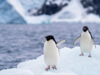 Researcher Warns Of Bird Flu 'Capable Of Killing 100%' Infected Fauna In Antarctica