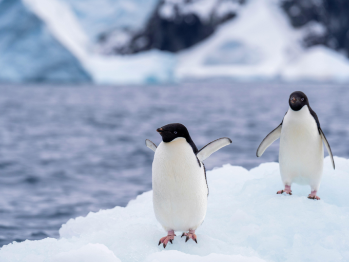 Researcher Warns Of Bird Flu 'Capable Of Killing 100%' Infected Fauna In Antarctica
