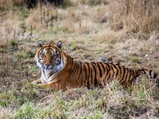 Virus Outbreak Thailand