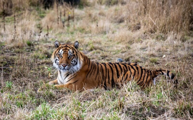 Virus Outbreak Thailand